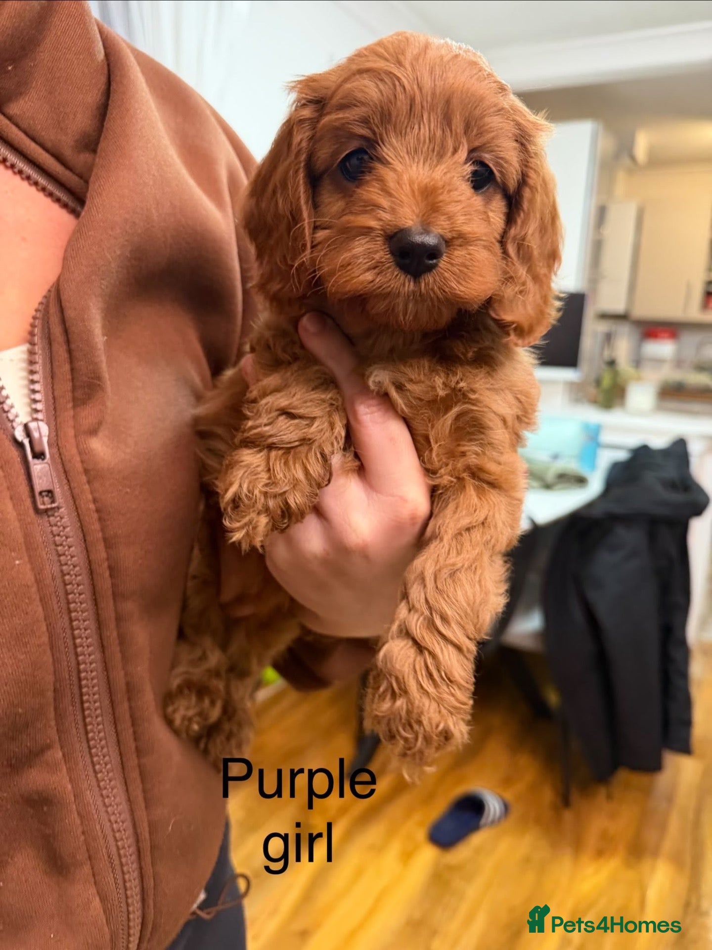 Cavapoo dogs Backcrossed/ F1b cavapoo - Advert 13