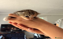 Domestic Shorthair cats for sale: Female kittens for sale - Image 4
