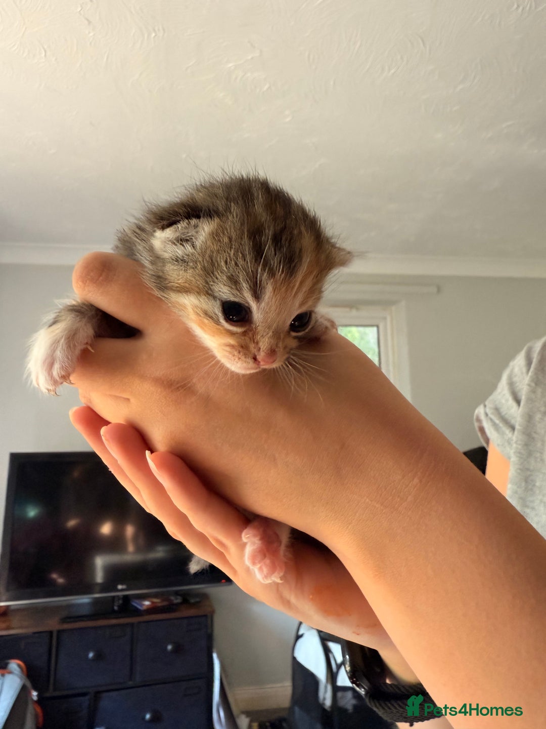 Domestic Shorthair cats for sale: Female kittens for sale - Image 4