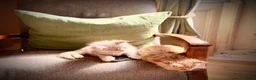 Maine Coon cats for sale: Maine coon kittens  in Newton Stewart - Advert 2