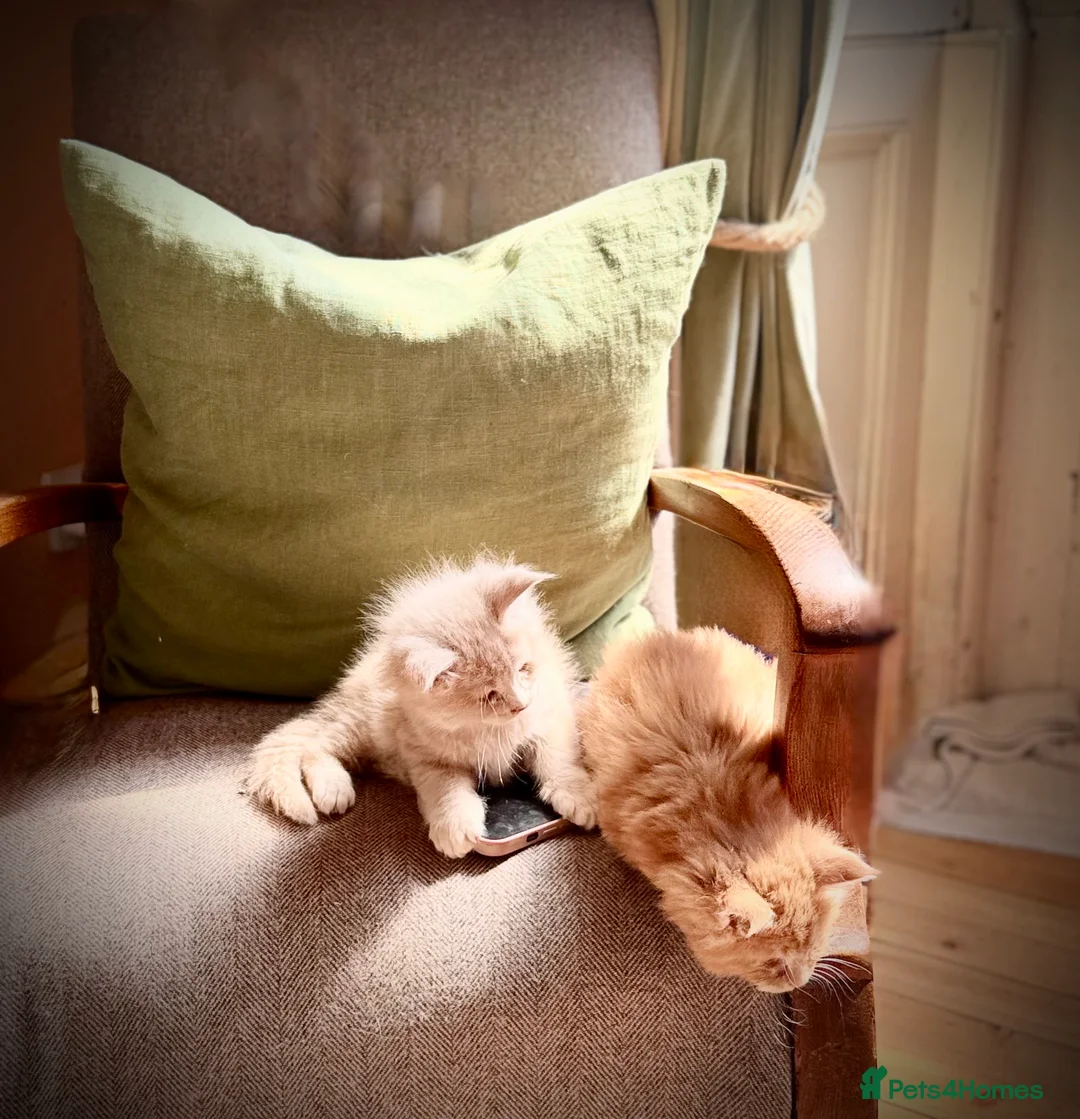 Maine Coon cats for sale: Maine coon kittens  in Newton Stewart - Advert 2