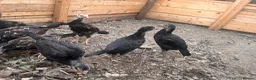 Mixed Breed poultry for sale: BrazillianXGerman O shamo in Dewsbury - Advert 3