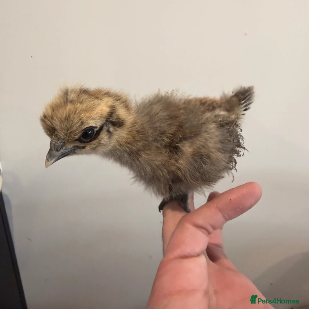 Chickens poultry for sale: Silkie chicks  - Advert 1