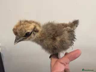 Chickens poultry for sale: Silkie chicks - Advert 1