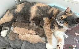 British Shorthair cats for sale: Solid Gccf lilac boy  - Image 4