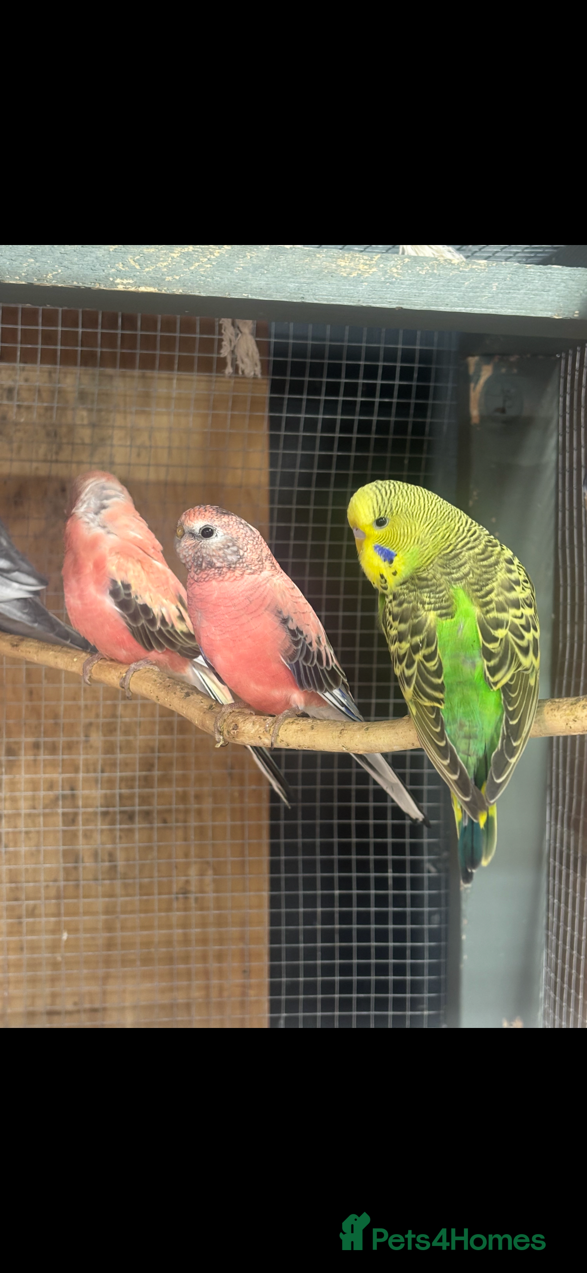 Mixed Breed birds Quakers, bourkes and budgies for sale  - Advert 21