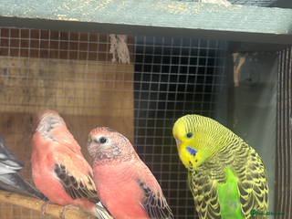 Mixed Breed birds - Advert 2