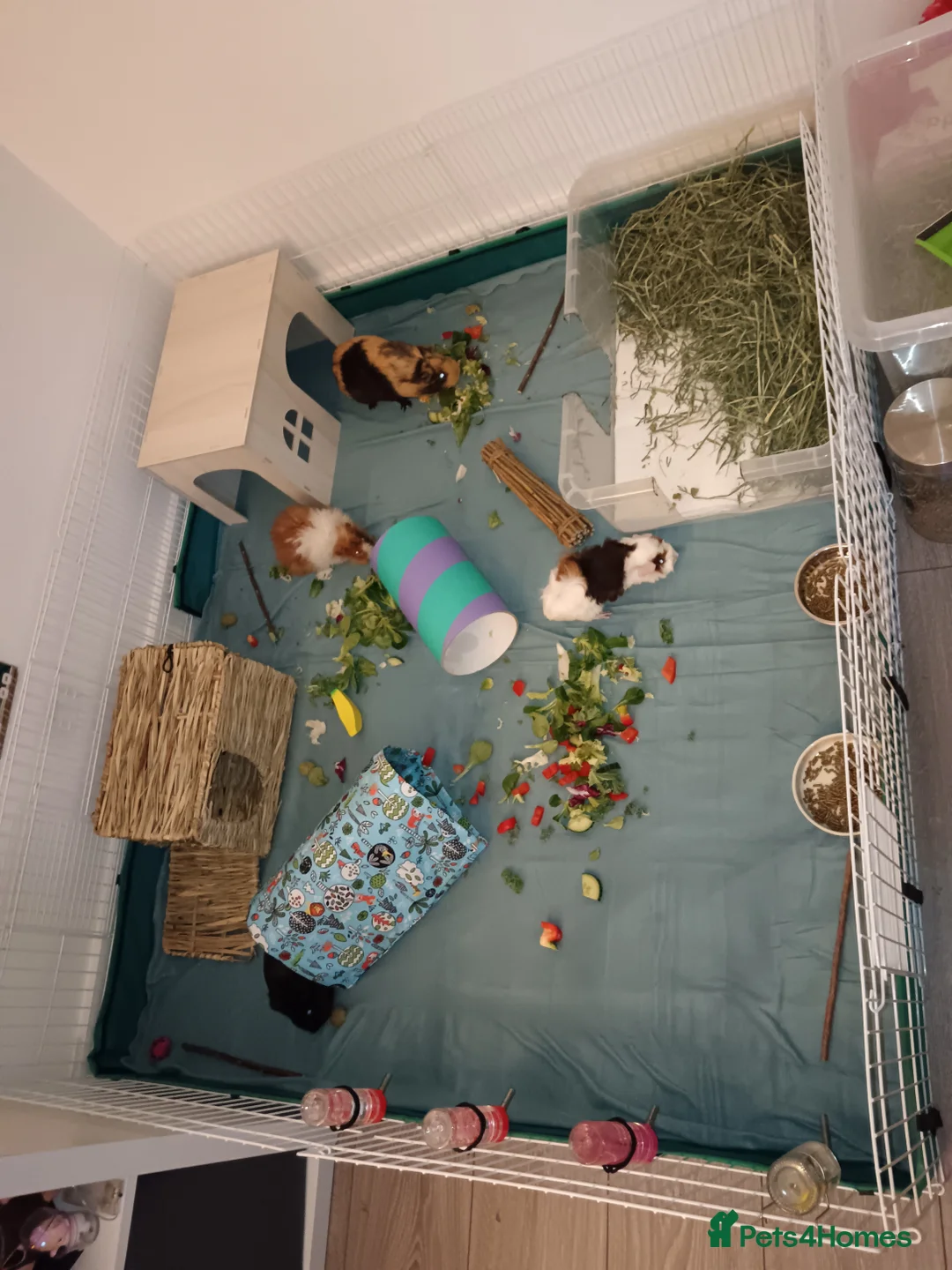 Guinea Pig rodents for sale: Guinea pigs and full set up in Manchester - Advert 1