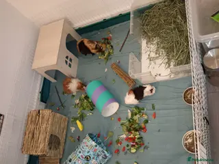 Guinea Pig rodents Guinea pigs and full set up in Manchester - Advert 1