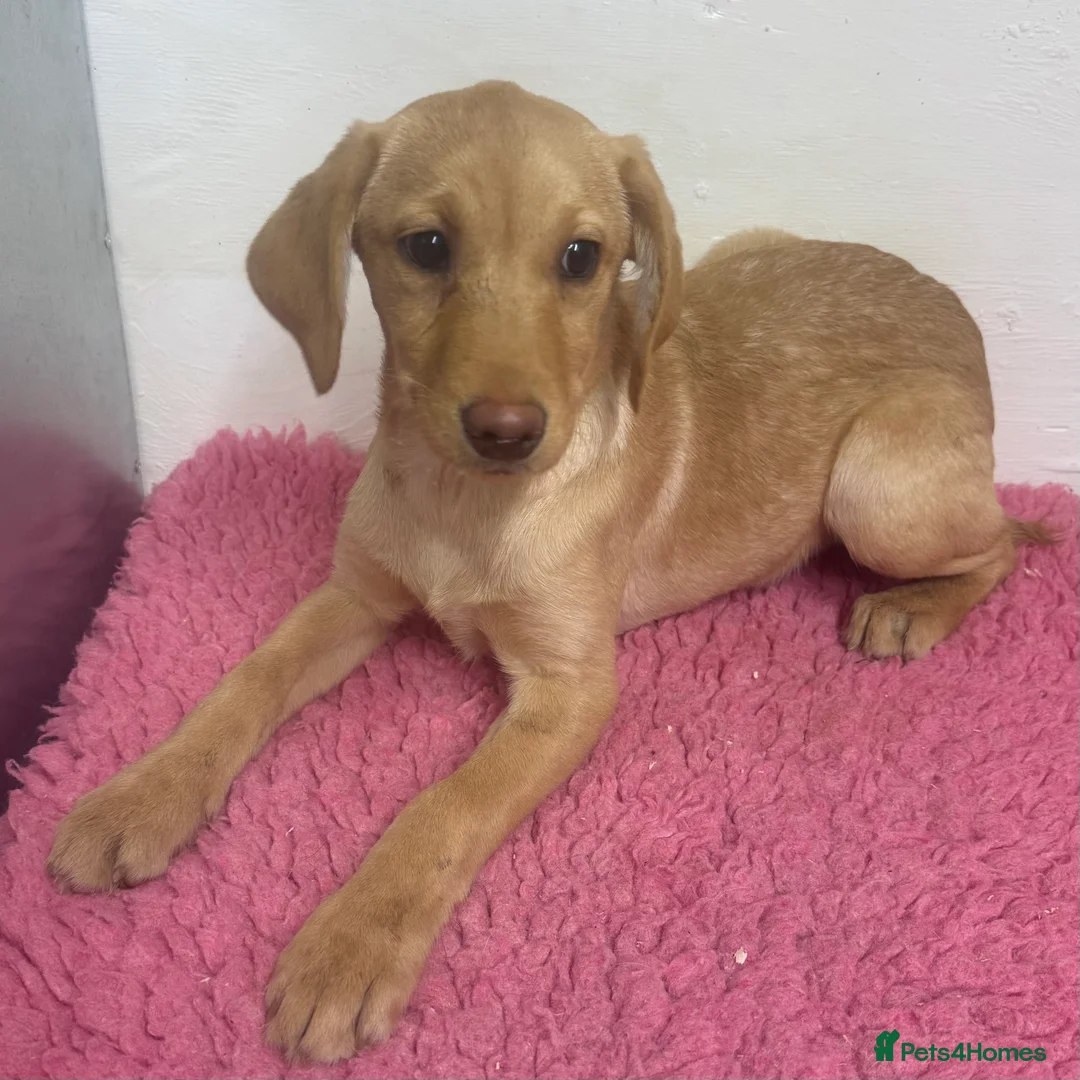 Labrador Retriever dogs for sale: 🧡 Pale Fox Red Yellow Labrador Puppies 💛 - Advert 14
