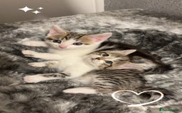 Mixed Breed cats for sale: mixed savvanh with domestic cat - Image 1