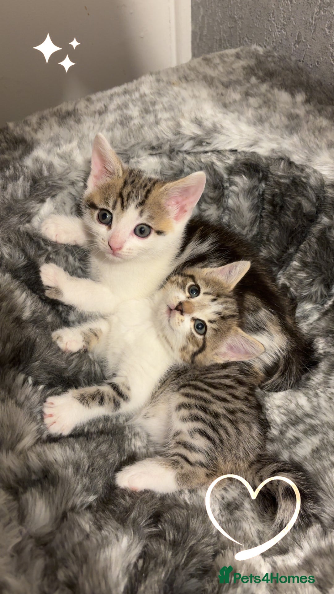 Mixed Breed cats for sale: mixed savvanh with domestic cat - Image 1