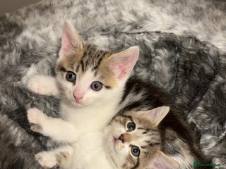 Mixed Breed cats - Advert 27