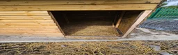 Goats livestock for sale: Animal shelter  - Advert 5