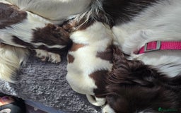 English Springer Spaniel dogs for sale: Stunning Pedigree Registered Pups - Image 27