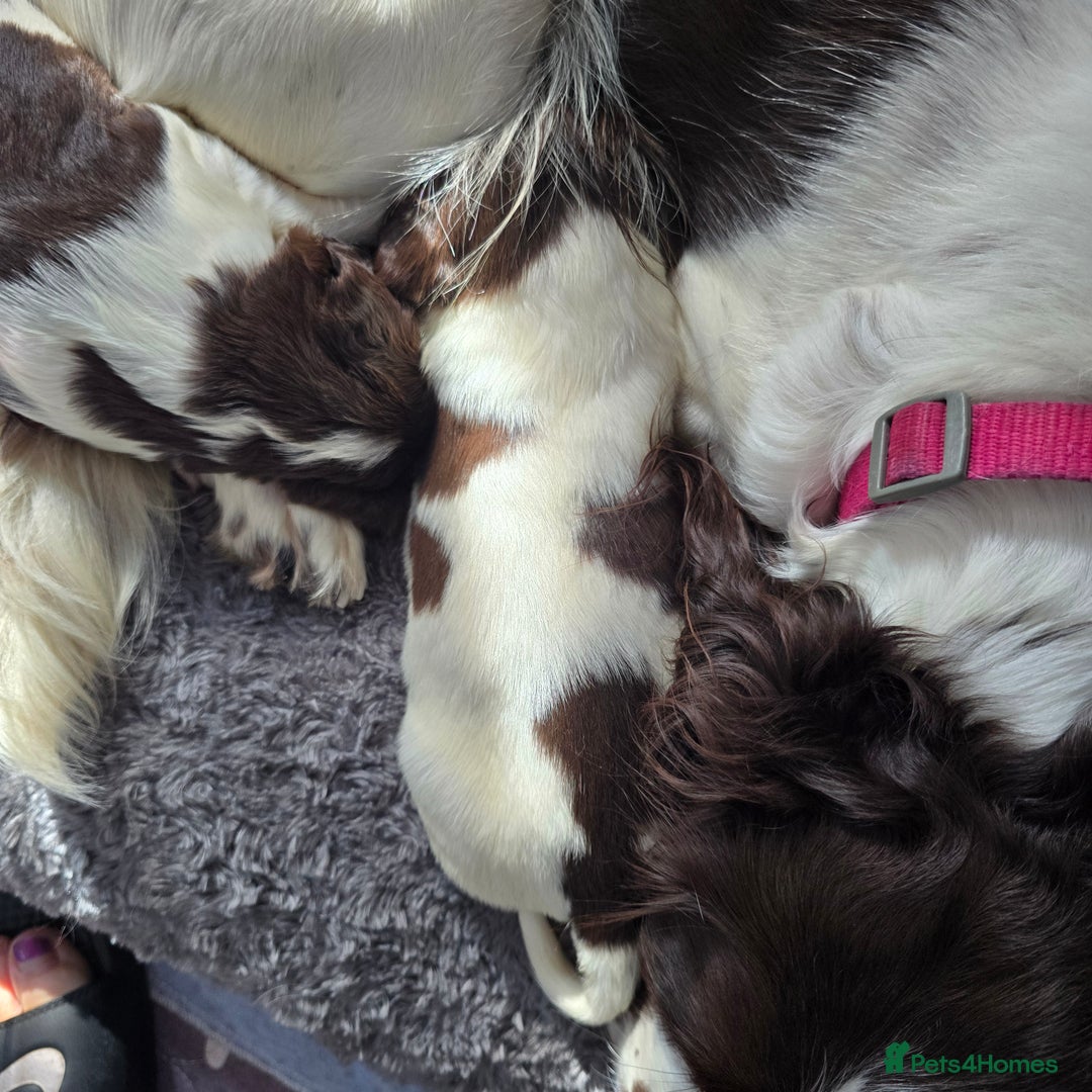 English Springer Spaniel dogs for sale: Stunning Pedigree Registered Pups - Image 27