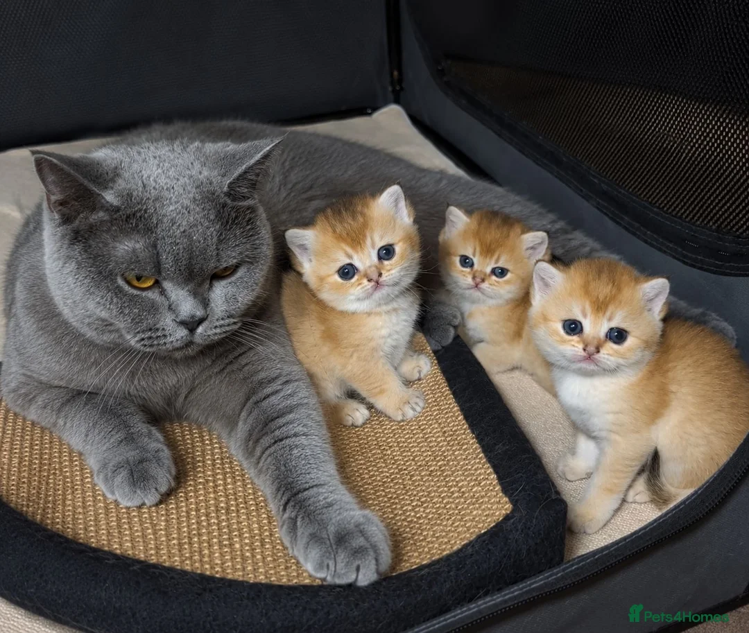 British Shorthair cats for sale: 📌GOLDEN 🏆 BSH 🐾 GCCF & TICA reg - Advert 2