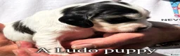 Cocker Spaniel dogs for stud: LUDO Golden KC Show Cocker Spaniel Stud XXX TESTS  - Advert 30