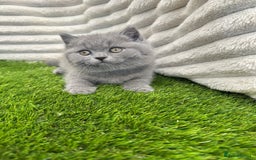 British Shorthair cats for sale: ONLY 1 BOY LEFT -BSH Blue Kittens - Image 11