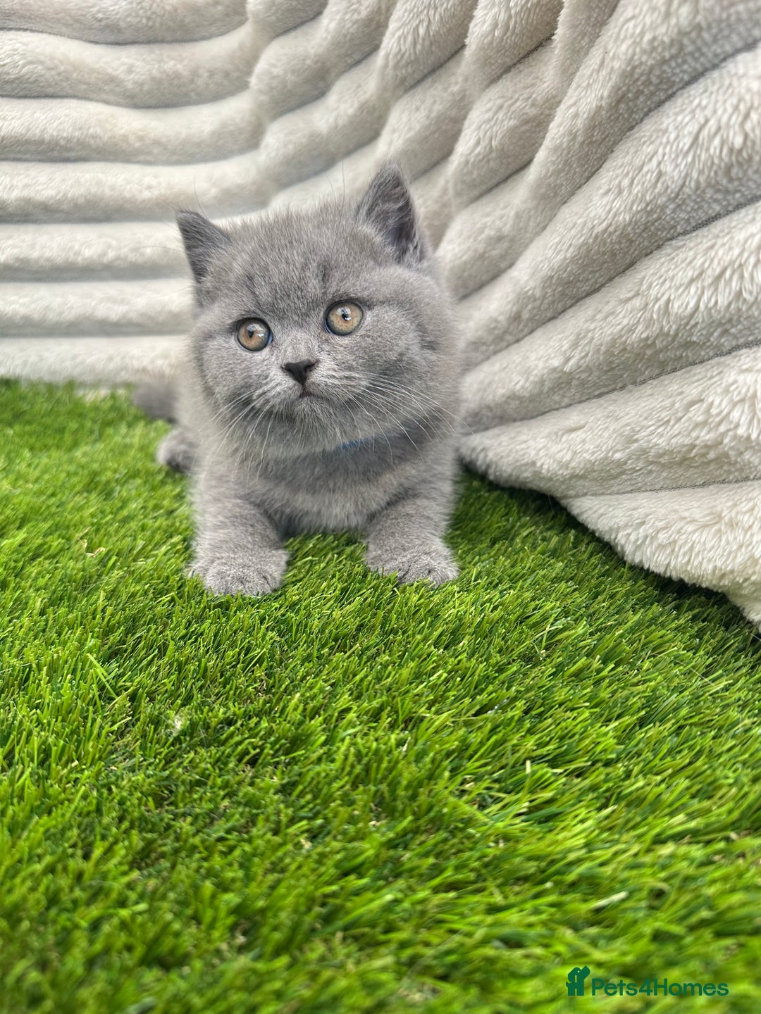 British Shorthair cats for sale: ONLY 1 BOY LEFT -BSH Blue Kittens - Image 11