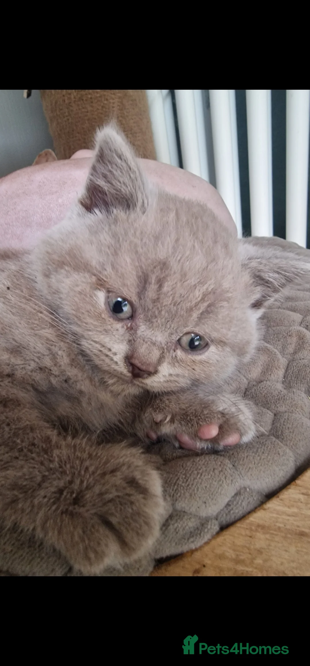 British Shorthair cats for sale: 3 british shorthair kittens - Advert 13