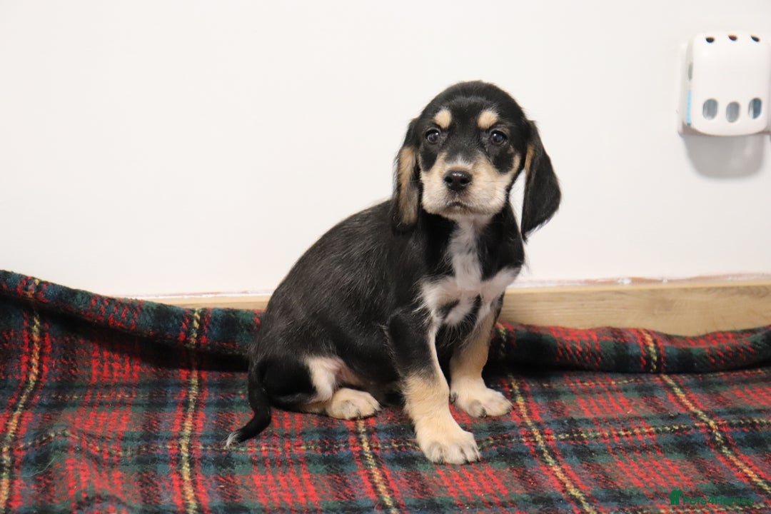 Cocker Spaniel dogs for sale: Stunning Cocker Spaniel Puppies. Now ready.  - Advert 4