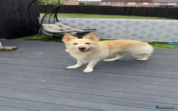 German Shepherd dogs for sale: German Shepard pups - Image 2