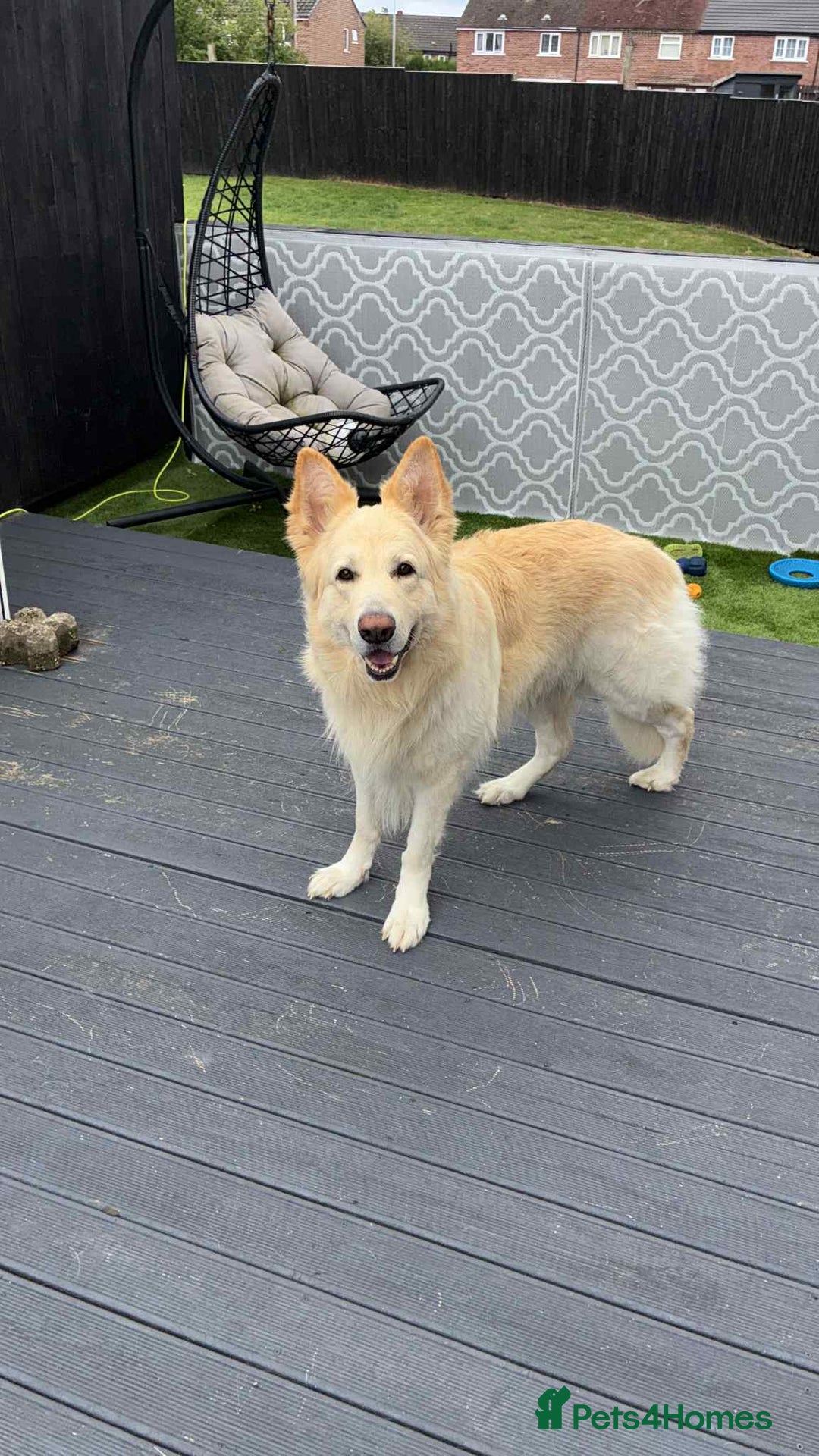 German Shepherd dogs for sale: German Shepard pups - Image 2