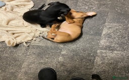Mixed Breed dogs for sale: Patterjack cross Dachshund  - Image 10
