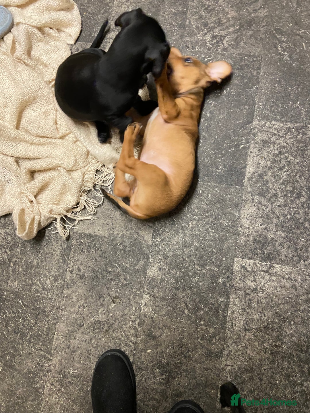 Mixed Breed dogs for sale: Patterjack cross Dachshund  - Image 10