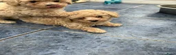 Poochon dogs for sale: 3 gorgeous Poochon puppies for sale - Advert 16