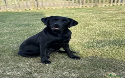 Labrador Retriever dogs for sale: KC Registered Health Tested Working Labs - Image 5