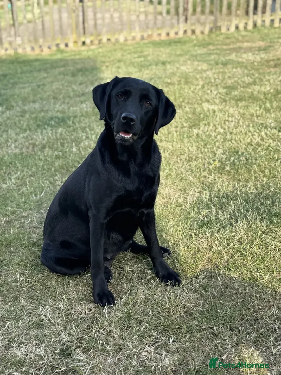 Labrador Retriever dogs for sale: KC Registered Health Tested Working Labs - Image 5