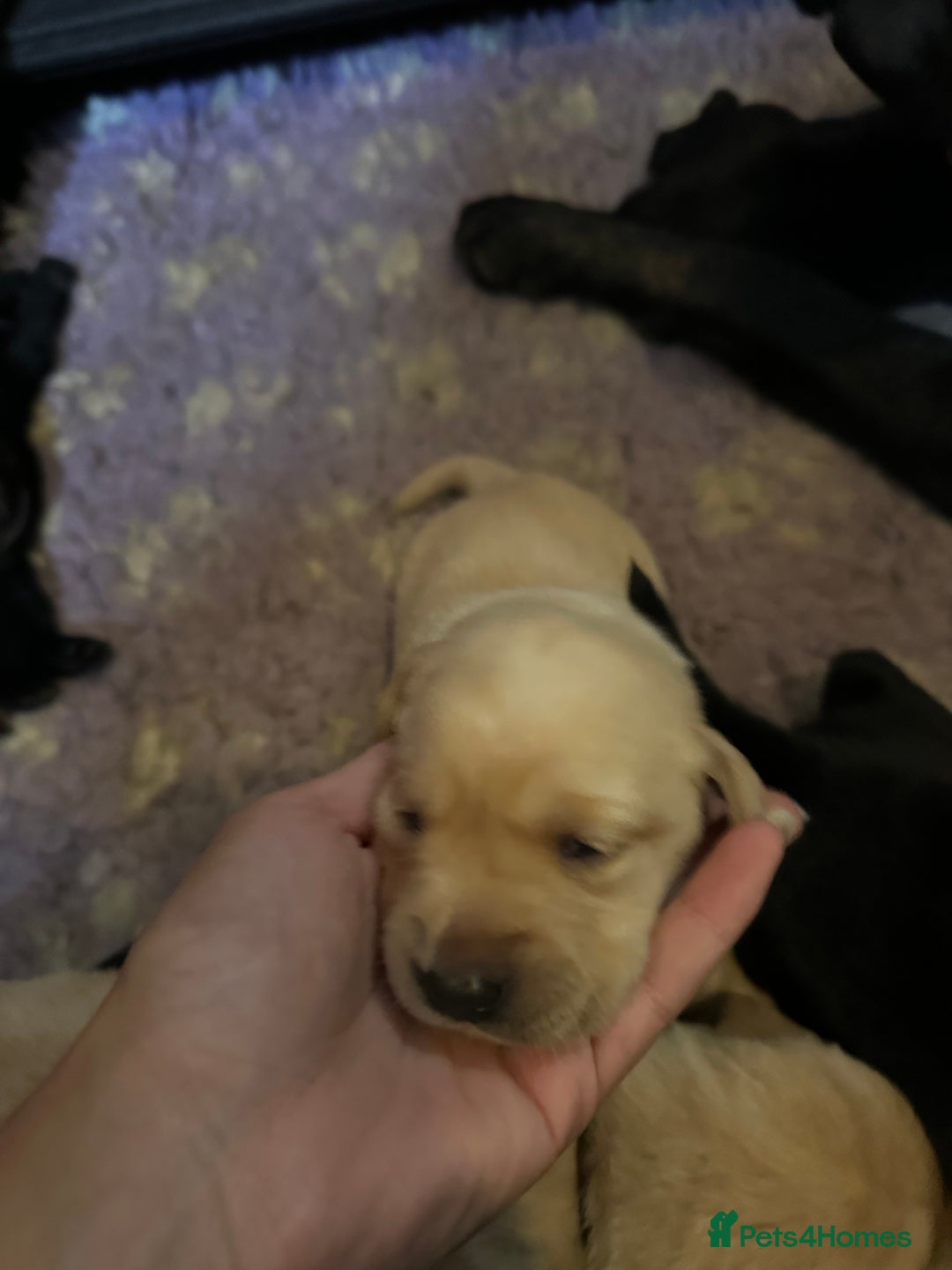 Labrador Retriever dogs for sale: Stunning KC Registered FoxRed/Black Labrador Pups  - Image 16