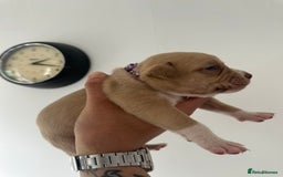 Staffordshire Bull Terrier dogs for sale: Gorgeous Staffy puppy  - Image 5
