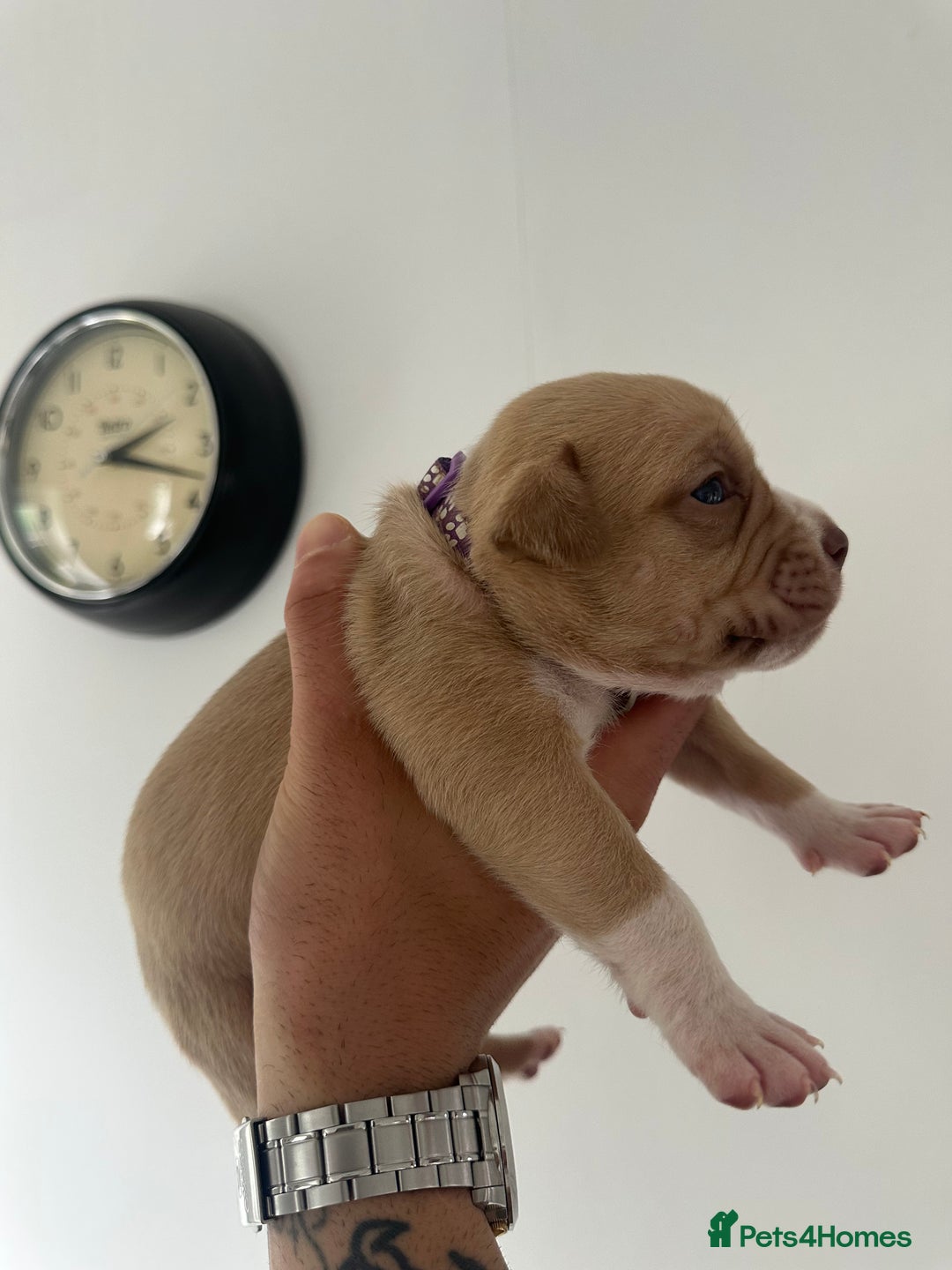 Staffordshire Bull Terrier dogs for sale: Gorgeous Staffy puppy  - Image 5