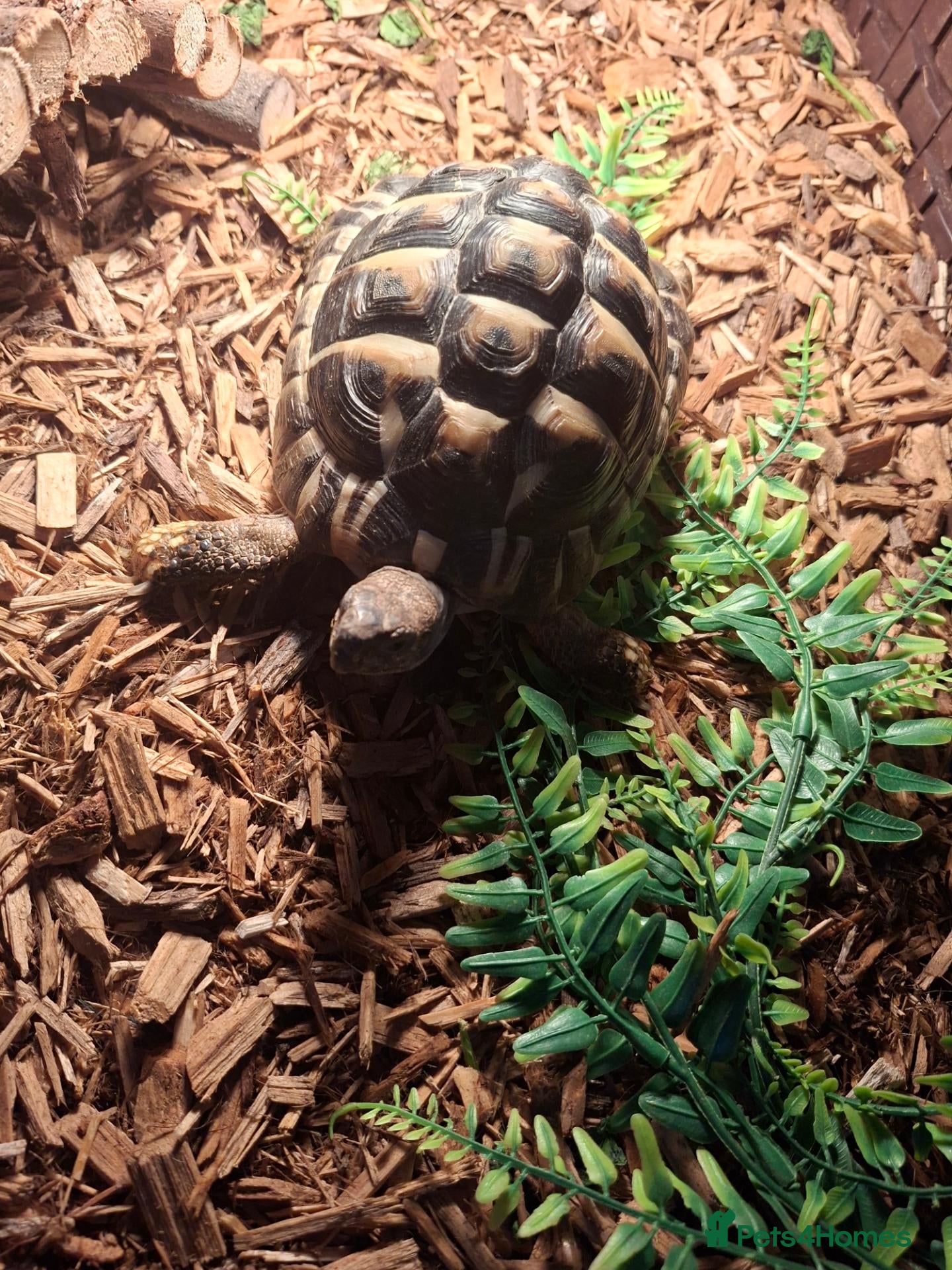 Tortoise reptiles Herman tortoise  - Advert 1