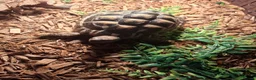 Tortoise reptiles for sale: Herman tortoise  in York - Advert 1