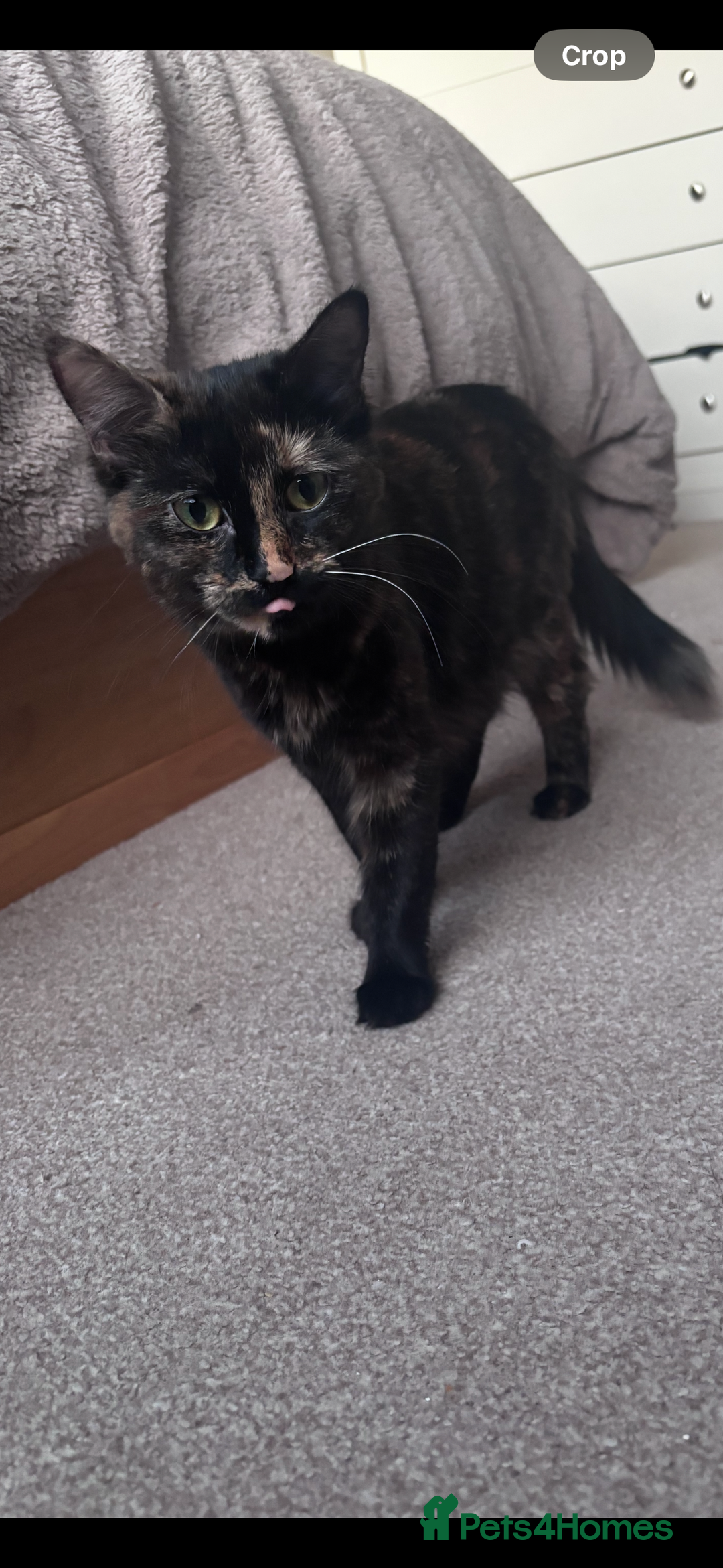 Mixed Breed cats for sale: 2 year old female for new home - Image 2