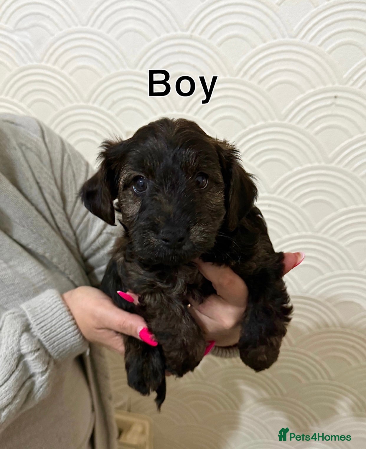 Yorkiepoo dogs Yorkipoo Puppies  - Advert 1