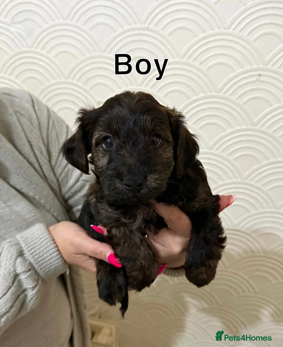 Yorkiepoo dogs for sale: Yorkipoo Puppies  - Advert 1