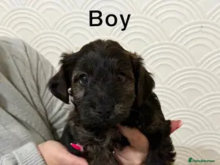 Yorkiepoo dogs Yorkipoo Puppies - Advert 1