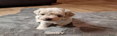 Bichon Frise Puppy Grey