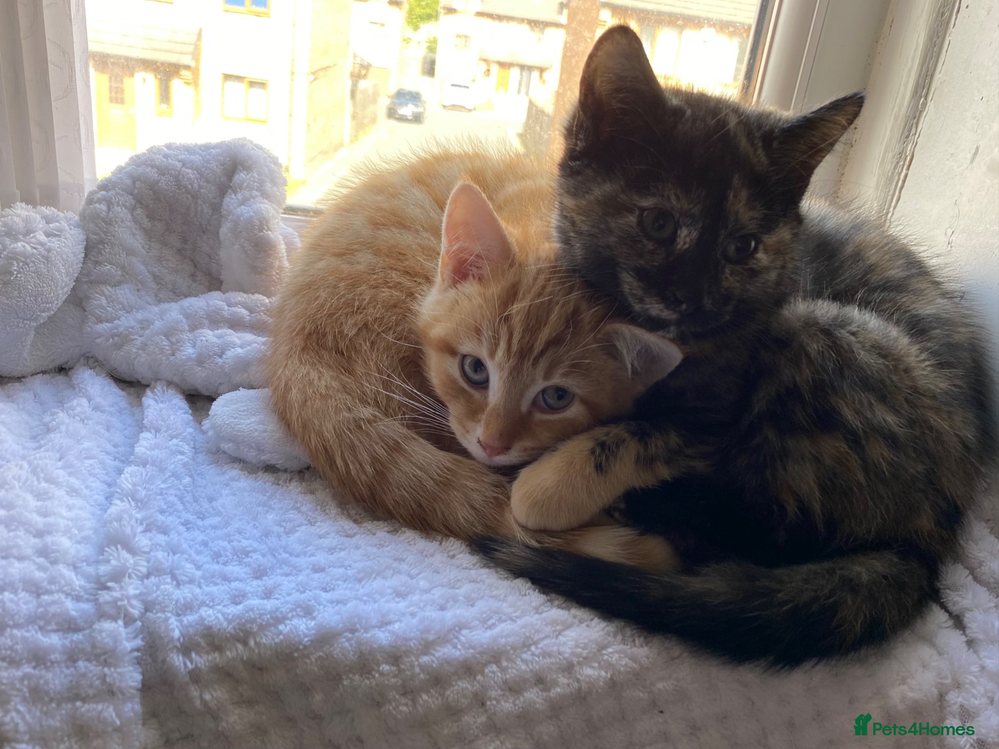 Mixed Breed cats Two kittens looking for their forever home  - Advert 6