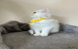 Turkish Angora cats for sale: Turkish Angora/Persian Chanchilla kittens for Sale - Image 8