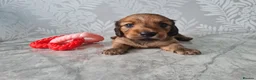 Dachshund dogs for sale: Pra clear,Last 3 beautiful LH Dachshund puppies💗 - Advert 40