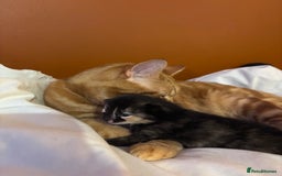 British Shorthair cats for sale: 2 Kittens left for sale! - Image 10