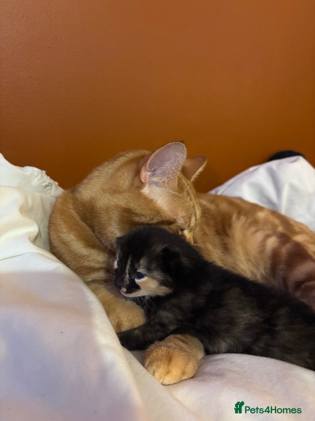 British Shorthair cats for sale: 2 Kittens left for sale! - Image 10