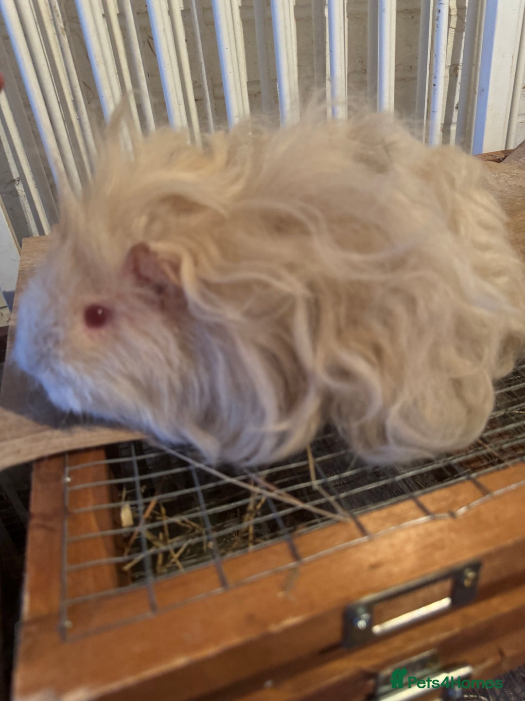 Guinea Pig rodents for sale: **FREE** Purebred Longhaired sows  - Image 15