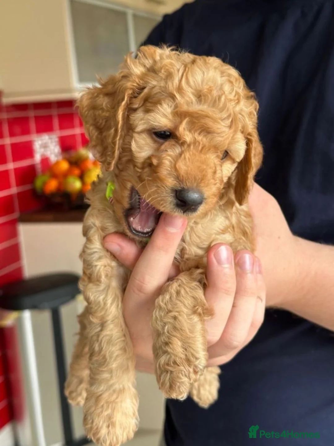 Cavalier King Charles Spaniel dogs for sale: Gorgeous F2b Cockapoo Puppies  3 Available  in Leeds - Advert 2